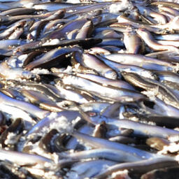 Предприятия Карелии закрыли промысел мойвы