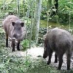 Кабаны у прикормочного места