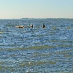 Ученые провели мониторинг уловов креветок и рапаны у бригад «прибрежников». Фото пресс-службы АзНИИРХ