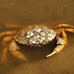 Краб Carcinus maenas. Фото Powerhauer («Википедия»), файл доступен по лицензии Creative Commons Attribution-Share Alike 3.0 Unported