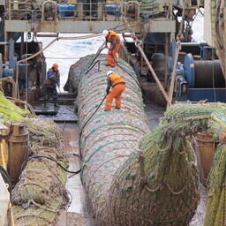 Улов путассу. Фото пресс-службы АтлантНИРО