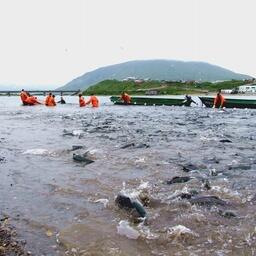 Добыча нерки на Камчатке