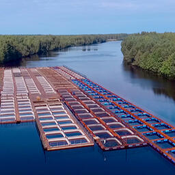 Рыбоводные садки на реке Суда. Фото Виталия Шамчикова, CC BY-SA 4.0