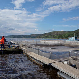 Ладожские рыбоводы использовали инновационную технологию для откачки донных отложений. Фото пресс-службы министерства сельского и рыбного хозяйства Республики Карелия
