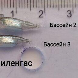 Оцениваются морфометрические показатели молоди пиленгаса. Фото пресс-службы филиала 