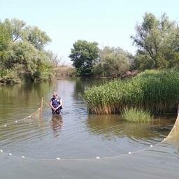 Для сбора материала ученые используют в том числе мальковую волокушу. Фото пресс-службы АзНИИРХ