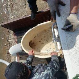 В Приморье в реку Барабашевка выпустили кетовую молодь. Фото пресс-службы Приморского теруправления Росрыболовства