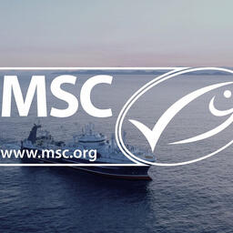 Ассоциация судовладельцев рыбопромыслового флота успешно завершила MSC-сертификацию добычи минтая в Беринговом море. Фото пресс-службы АСРФ