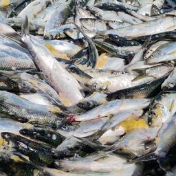 К 10 июня предприятия области поймали в Восточно-Сахалинской подзоне более 8344 тонн сельди. Фото пресс-службы регионального агентства по рыболовству