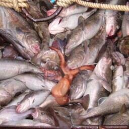 Дальневосточная треска