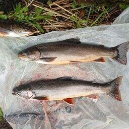 Сотрудники Кроноцкого заповедника продолжили исследования редких гольцов. Фото Анастасии Пугачёвой