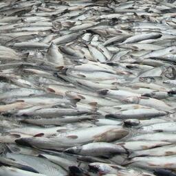 Установлены сроки открытия добычи лососей в режиме традиционного рыболовства в Авачинской губе и на реке Авача