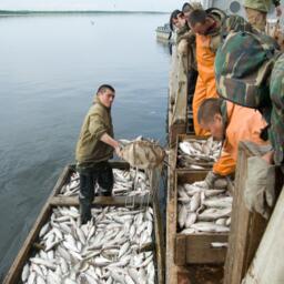 Добыча рыбы на Ямале. Фото пресс-службы правительства ЯНАО, файл доступен по лицензии Creative Commons Attribution 4.0 International
