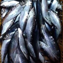 Научный улов сельди. Фото пресс-службы МагаданНИРО