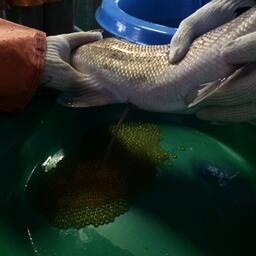 Сцеживание икры. Фото пресс-службы Главрыбвода