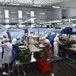 Производство филе на заводе «Русский минтай» в Приморье