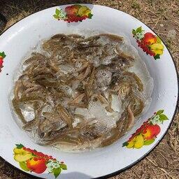 Пополнение для каспийского лосося. Фото пресс-службы Терско-Каспийского филиала Главрыбвода