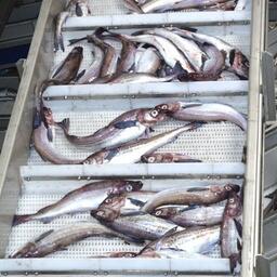 Свежевыловленный минтай