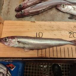 Северная путассу. Фото пресс-службы АтлантНИРО