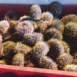 В Казахстан поехали первые 28 кг живого морского ежа из Мурманской области. Фото пресс-службы Россельхознадзора