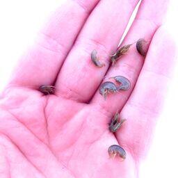 Рачки из научного улова. Фото пресс-службы ВНИРО