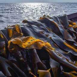 Собранные в Белом море водоросли. Фото пресс-службы правительства республики