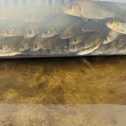 30 ноября состоялся завершающий выпуск: 1 тыс. штук молоди сазана отправили в Иваньковское водохранилище Тверской области. Фото пресс-службы Московско-Окского ТУ Росрыболовства