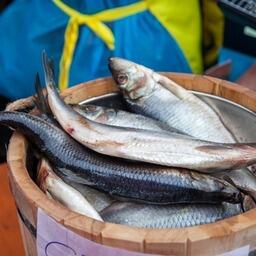 Сельдь остается одним из самых популярных видов на российском рыбном рынке, отмечают аналитики Россельхозбанка