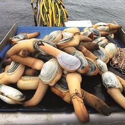 Гуидак. Фото предоставлено пресс-службой ТИНРО