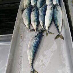 Скумбрия, добытая на Дальнем Востоке. Фото Константина Коробкова
