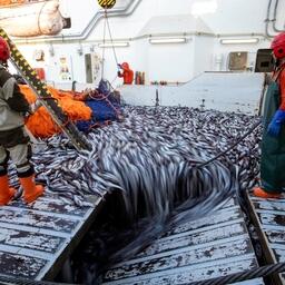 Добыча минтая Русской рыбопромышленной компанией, входящей в АСРФ