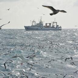 С 21 декабря вступают в силу изменения Налогового кодекса по сбору за пользование водными биоресурсами