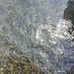 Было выпущено более 1,1 млн штук молоди кеты. Фото пресс-службы Приморского теруправления Росрыболовства