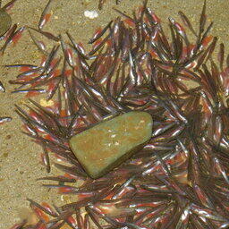 Предлагается направить льготные кредиты на постройку, реконструкцию и модернизацию мощностей для производства посадочного материала