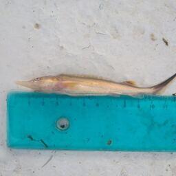 Молодь стерляди из траловых уловов. Фото пресс-службы КаспНИРХ