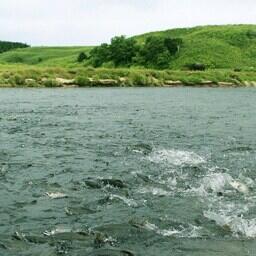 Ход лосося на нерест на Сахалине