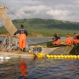 Добыча лосося на Камчатке. Фото пресс-службы правительства региона
