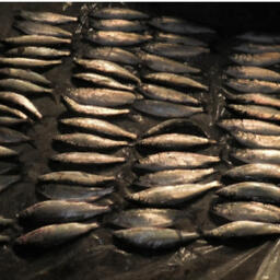 Добычей браконьера стали 59 байкальских омулей. Фото пресс-службы МВД России