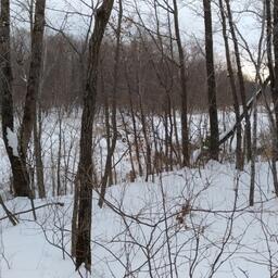 Типичный зимний пейзаж в лесу