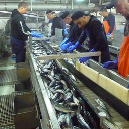 Обработка улова ставриды на борту. Фото пресс-службы АтлантНИРО