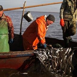 Рыбный промысел на озере Ильмень