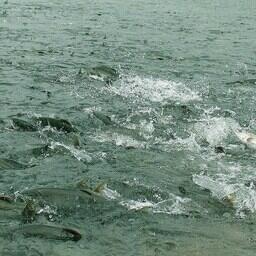 Ход лосося на Сахалине