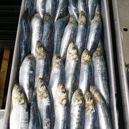 Дальневосточная сардина (иваси). Фото предоставлено Константином Коробковым