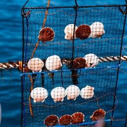 Выращивание гребешка в Приморье