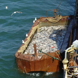 Лососевая путина на Дальнем Востоке в самом разгаре