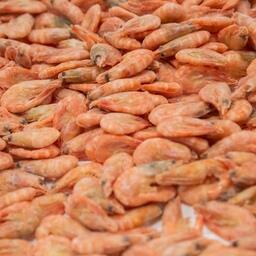 Российская креветка