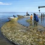 Девять предприятий Крайрыбакколхозсоюза расположены в самом северном в Хабаровском крае районе — Охотском