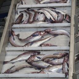 Свежевыловленный минтай