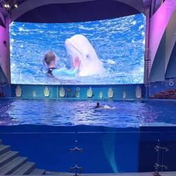 Выступление белухи в Приморском океанариуме