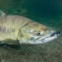 В ходе рейса научно-исследовательского судна «ТИНРО» ученые оценили численность и биомассу кеты. Фото пресс-службы ТИНРО